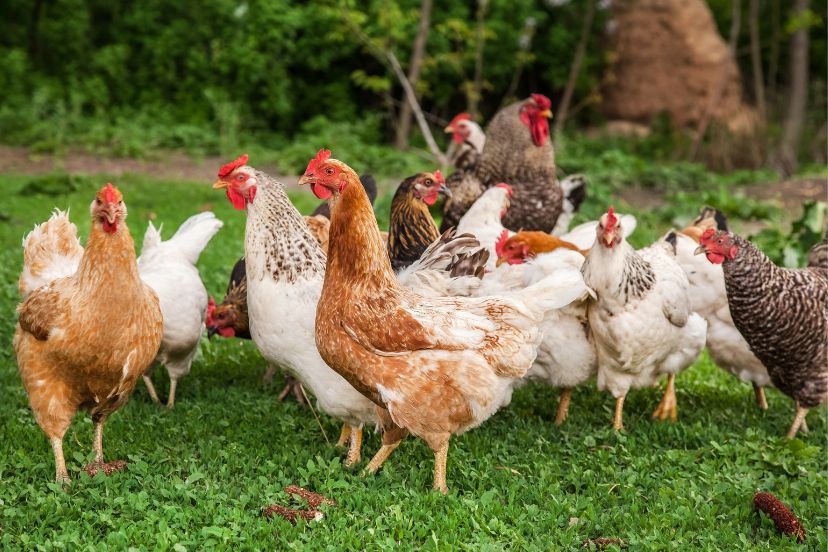 pasture raised chickens