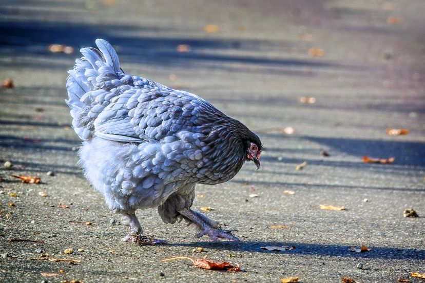 blue chicken breeds