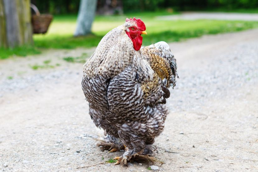 cochin chicken