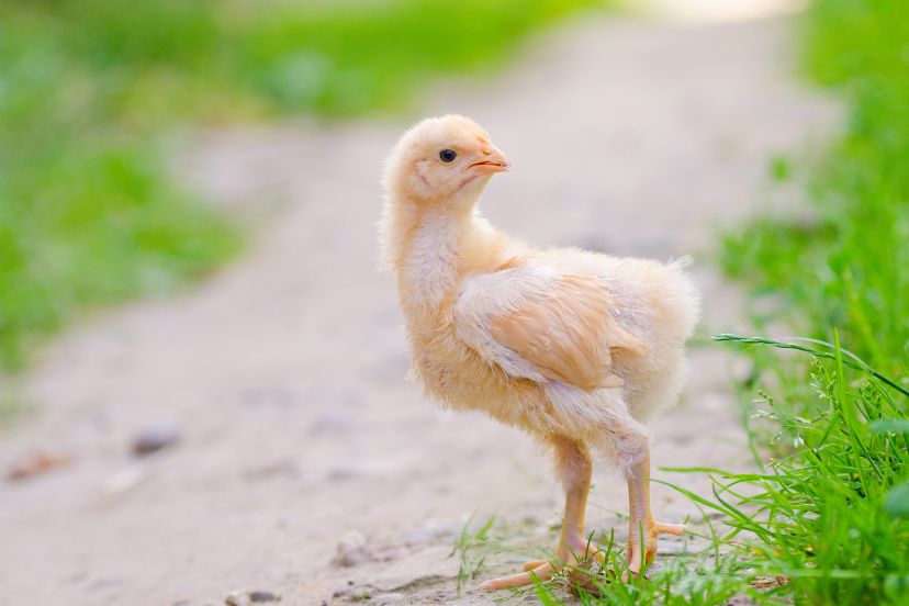 6 week old chickens