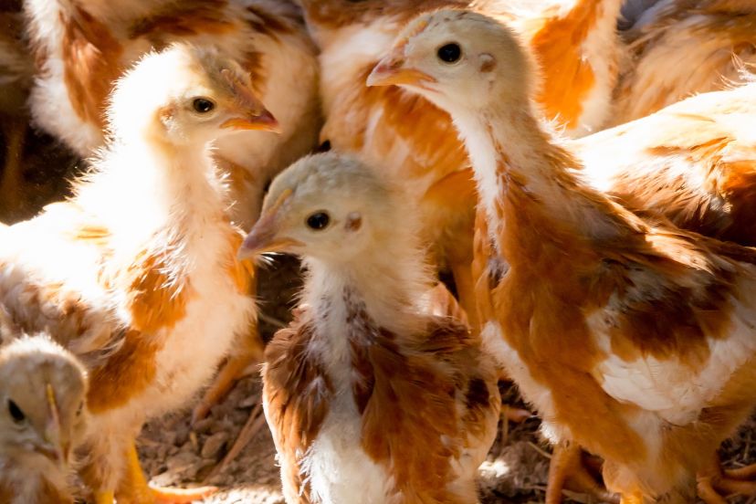 6 week old chickens