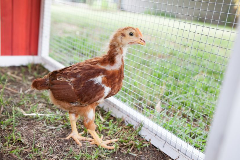 6 week old chickens