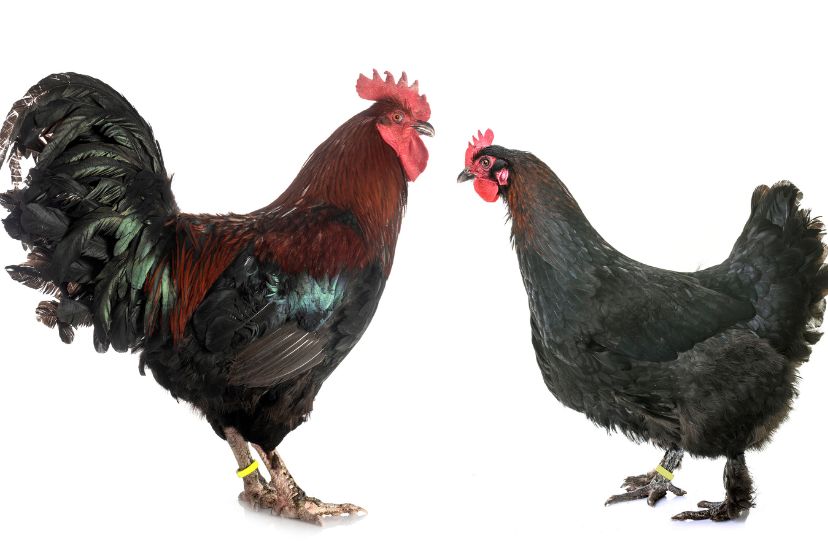 black copper maran chickens