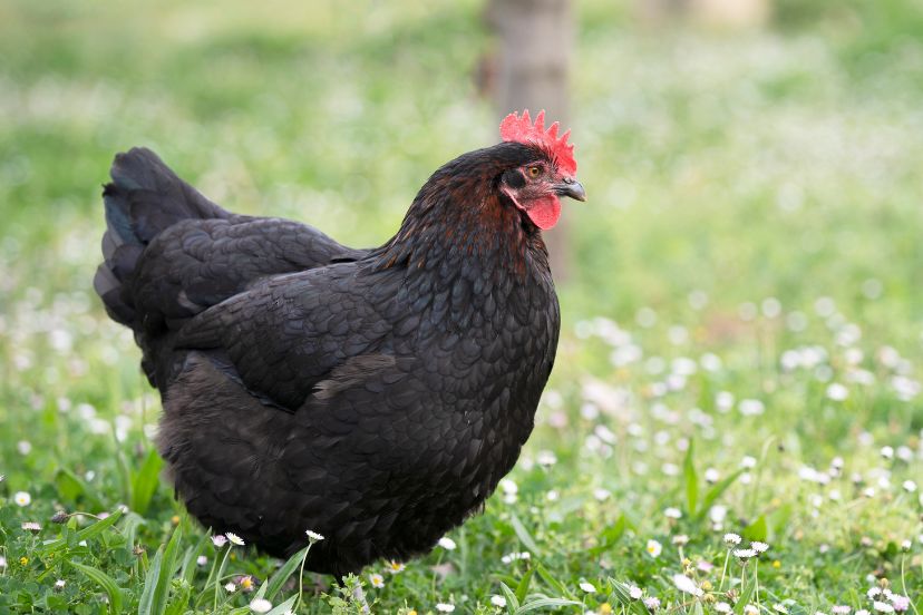 black copper maran chickens
