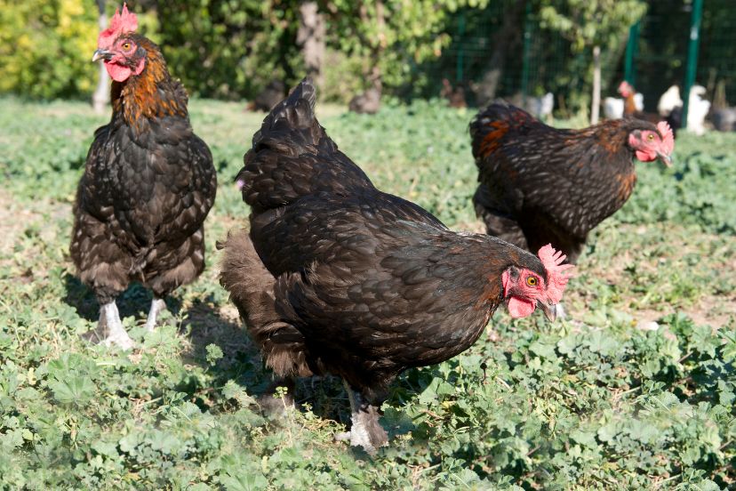 black copper maran chickens