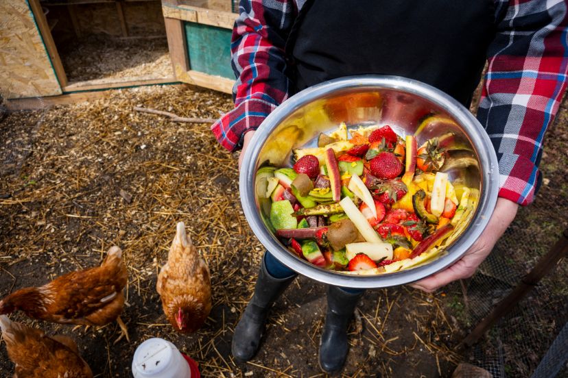 can chickens eat cucumbers