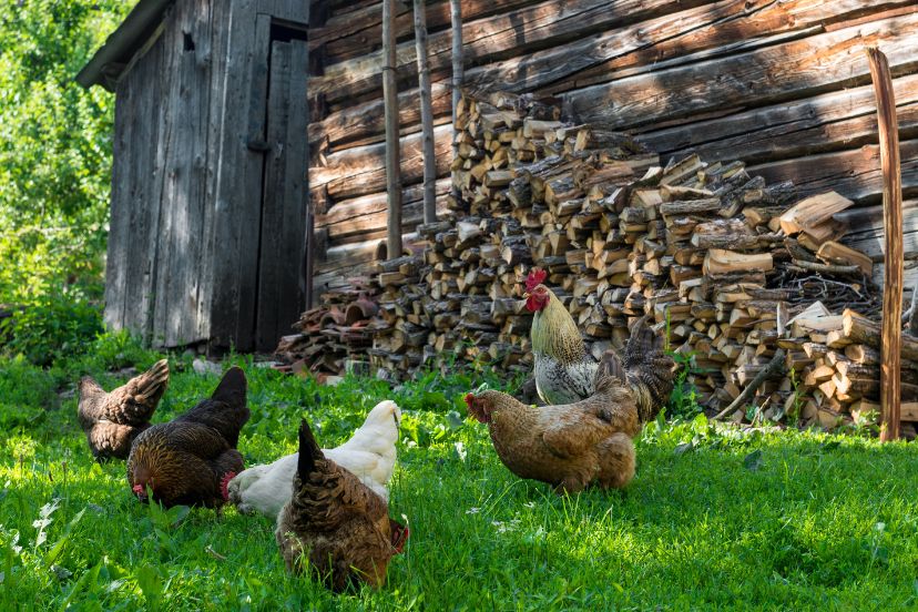 can chickens eat mushrooms