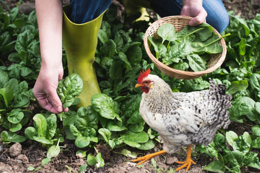 can chickens eat spinach