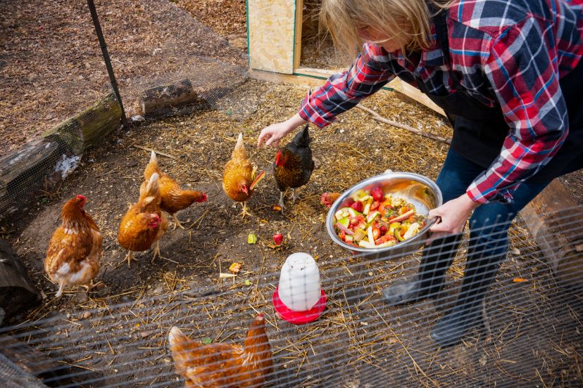 can chickens eat cucumbers