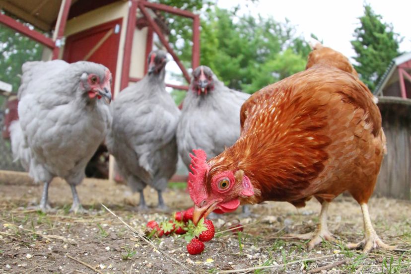 can chickens eat mushrooms