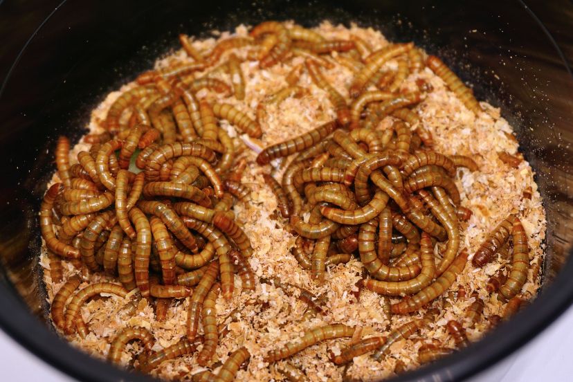 mealworms