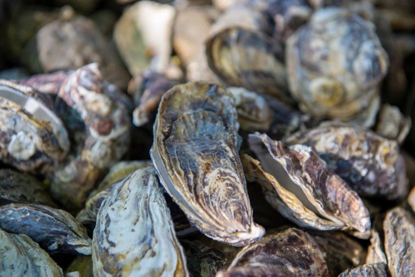 oyster shells