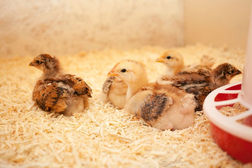 pine shavings for chickens