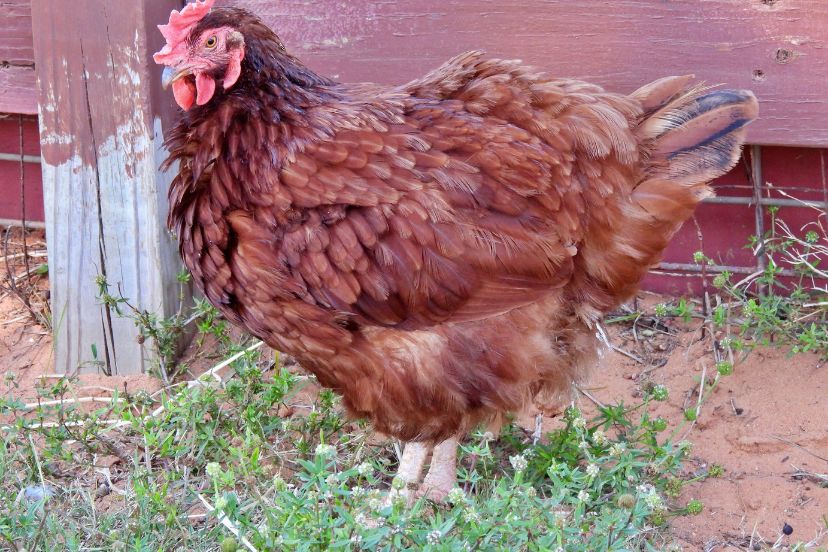 red star chicken