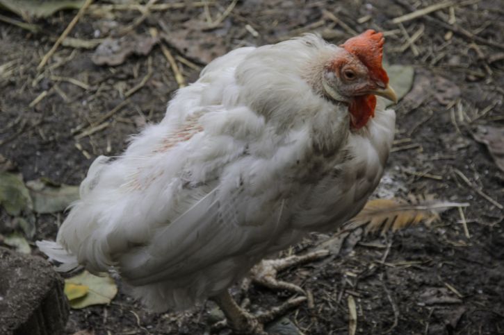 vent gleet in chickens