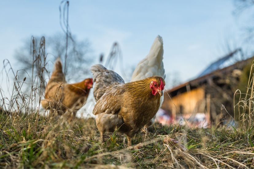 vent gleet in chickens