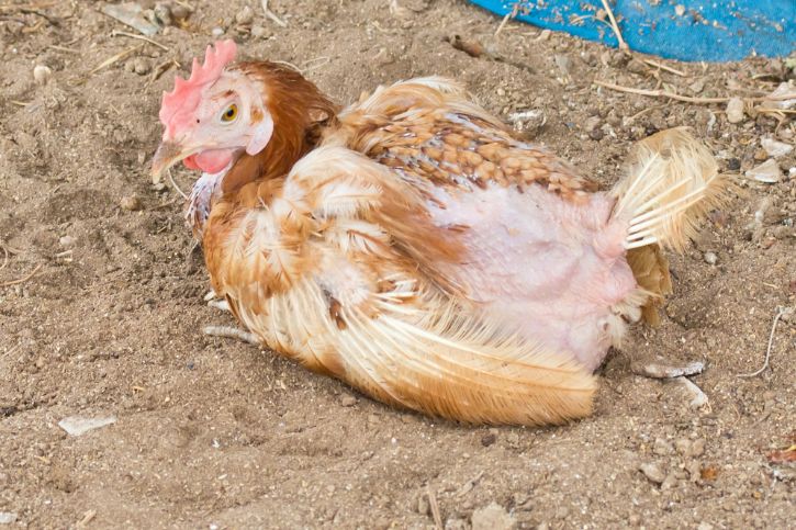 vent gleet in chickens