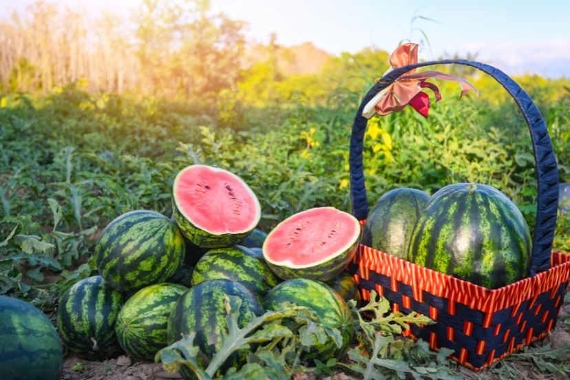 can chickens eat watermelon